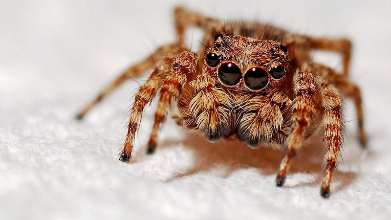 Lorem ipsum gibi yapay metinler yerine, gerçek anlam taşıyan bu