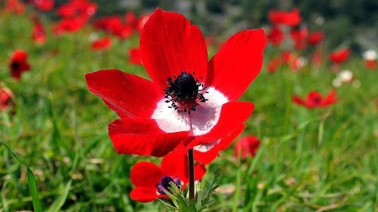 Cemre ne zaman düşecek? 2026 ilk cemre düşmesi ne zaman gerçekleşecek? Kaynak:Cnnturk.com Soğuk havalarla birlikte yağış ve kar yurdumuzu sardı. Özellikle