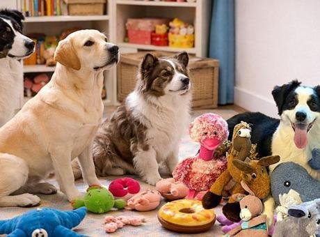 ‘Otur’dan fazlası: Köpekler konuşmaları çözüyor! Bilim insanlarını şaşırtan keşif Araştırmada yalnızca yaklaşık 50 köpekte görülen bu sıra dışı yetenek,