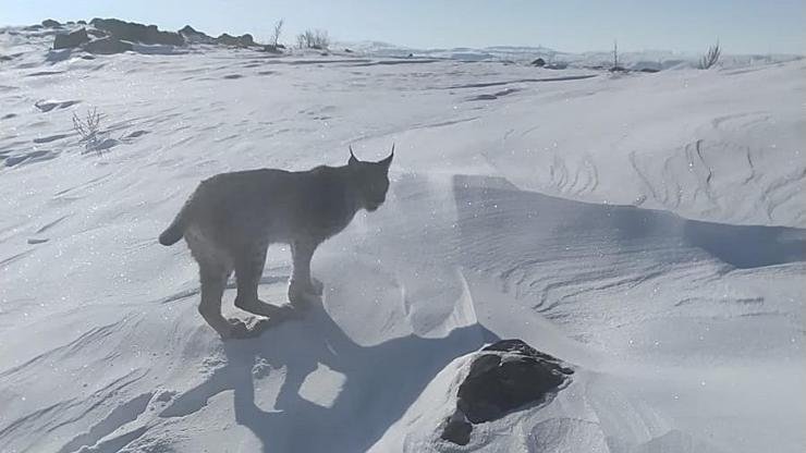 Yer: Bingöl… Atıyla gezerken vaÅŸakla karşılaÅŸtı Kaynak: DHA Karlıova ilçesine baÄŸlı Çatak köyünde yaÅŸayan Eyüp Ökten,