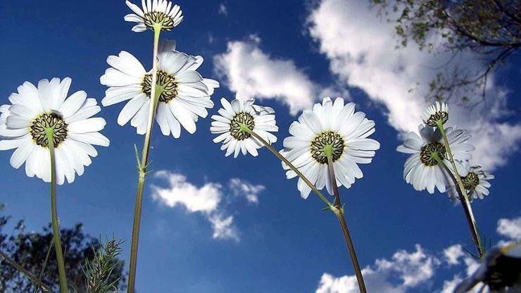 Kaynak:Cnnturk.com Soğuk havaların etkisini sürdürmeye devam etmesiyle cemrenin ne zaman