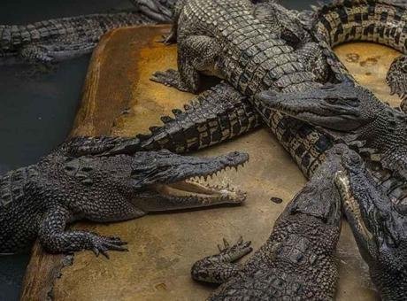 SON DAKİKA HABERLER: 5 yaşındaki kızı timsahlara attı! 30 yıllık kabusta ağır cezadan böyle kurtuldu ABD’nin Florida eyaletinde yaşayan ve şu anda 76 yaşında olan