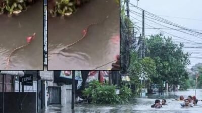 SON DAKİKA HABERLER: Turizm cennetinde korku dolu anlar! Sel sularının arasında devasa yılan görüntülendi Endonezya’nın turistik adası Bali’de etkili olan şiddetli yağışlar, adanın güneybatısındaki