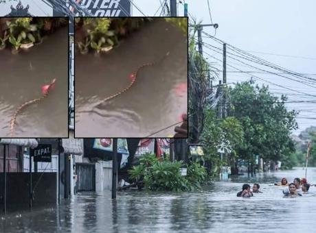 SON DAKİKA HABERLER: Turizm cennetinde korku dolu anlar! Sel sularının arasında devasa yılan görüntülendi Endonezya’nın turistik adası Bali’de etkili olan şiddetli yağışlar, adanın güneybatısındaki