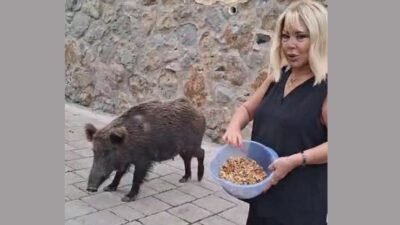 Kaynak:İHA Bayram tatilinde Bodrum’daki evinde bulunan Soyman’ın karşısına çıkan yaban