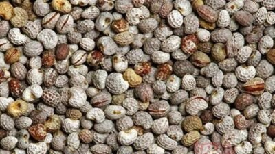 Acı Çehrenin Faydaları Nelerdir? Acı çehrenin faydalarının birden fazla olduğunu