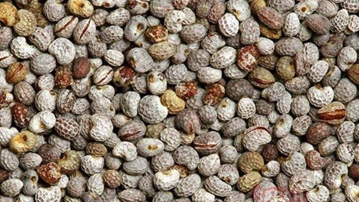 Acı Çehrenin Faydaları Nelerdir? Acı Çehre Ne İşe Yarar? Neye İyi Gelir? Acı Çehrenin Faydaları Nelerdir? Acı çehrenin faydalarının birden fazla olduğunu