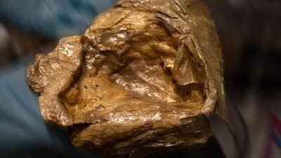 Bilim insanları, 2023 yılının Ağustos ayında Alaska Körfezi’nde gerçekleştirilen bir