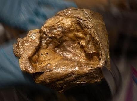 Bilim insanları, 2023 yılının Ağustos ayında Alaska Körfezi’nde gerçekleştirilen bir