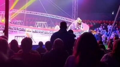 Rusya’da sirk gösterisi kabusa döndü, seyirciler ölümle burun buruna geldi.