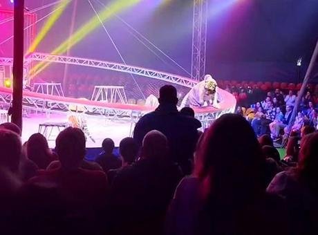 Rusya’da sirk gösterisi kabusa döndü, seyirciler ölümle burun buruna geldi.