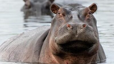 Kolombiya Çevre Bakanı Irene Velez, Escobar’a ait olduğu bilinen ve