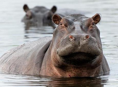 Tartışmalı plan onaylandı! Escobar’ın su aygırları için karar verildi Kolombiya Çevre Bakanı Irene Velez, Escobar’a ait olduğu bilinen ve