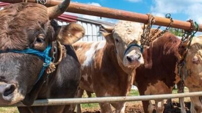 Almanya’nın doğusundaki Brandenburg eyaletindeki besicilerin seri hayvan hırsızları korkusu her