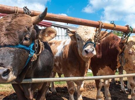 Almanya’nın doğusundaki Brandenburg eyaletindeki besicilerin seri hayvan hırsızları korkusu her