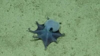 DEBilim insanları, Galápagos Adaları açıklarında derin deniz dağlık bir bölgede