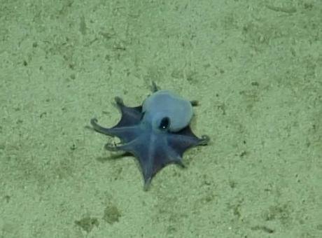 DEBilim insanları, Galápagos Adaları açıklarında derin deniz dağlık bir bölgede