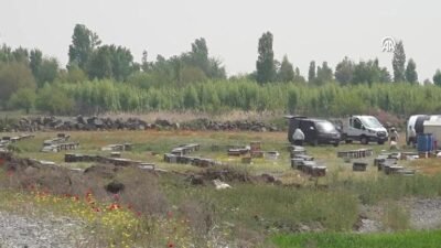 Kaynak:CNN TÜRK Arılar kovaladı, koyunlar kaçtı. Telaş halindeki hayvanlar birbirini