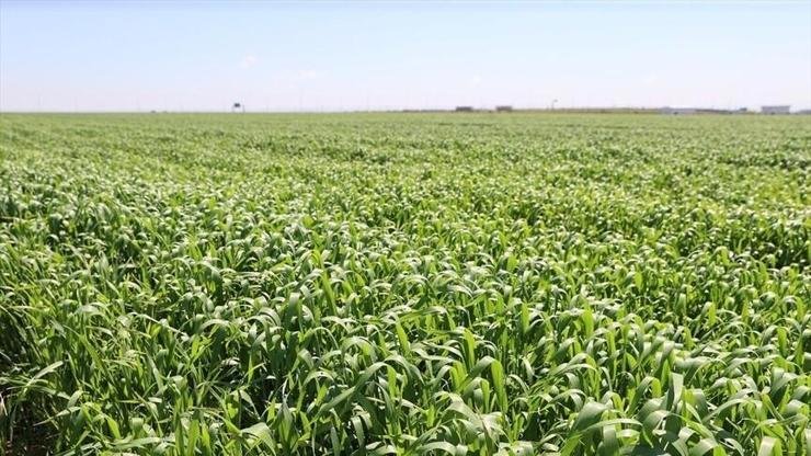 Meteoroloji verilerine göre Şanlıurfa kent merkezinde 1 Ekim 2024 –