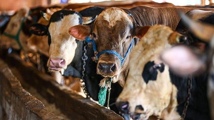 Kaynak:AA Yaklaşan Kurban Bayramı öncesi, İstanbul’a kurbanlık hayvan girişlerine bu