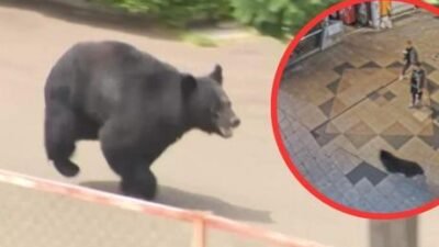 Japonya’nın başkenti Tokyo’nun kuzeyindeki Utsunomiya kentinde sokaklarda günlerdir dolaşan ayı