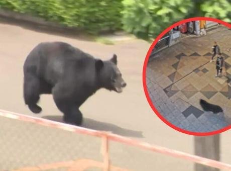 94 okulda eğitime ara verilmişti! 4 gündür sokaklarda dolaşan ayı yakalandı Japonya’nın başkenti Tokyo’nun kuzeyindeki Utsunomiya kentinde sokaklarda günlerdir dolaşan ayı