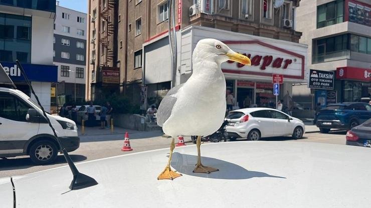 Kebapçı esnafının elinden beslenen martı ‘Pamuk’, Gebze’nin maskotu oldu Kaynak: DHA Gebze ilçesine bağlı Hacıhalil Mahallesi Atatürk Caddesi üzerinde