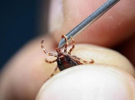 Kene ısırığının, bazı kişilerde kırmızı et tüketimine karşı yaşamı tehdit