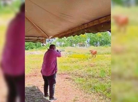 Kurbanlık ineği tüfekle vuran eyalet başkanından tuhaf savunma Malezya’da yer alan Perlis eyaletinin başkanı Abu Bakar Hamza’nın Kurban