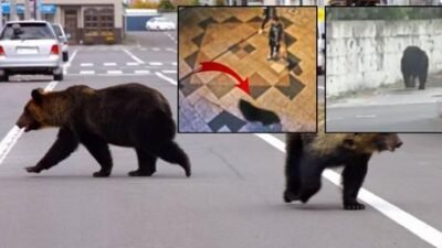 Tokyo’nun yaklaşık 100 kilometre kuzeyindeki Utsunomiya kentinde bir ayının görülmesi
