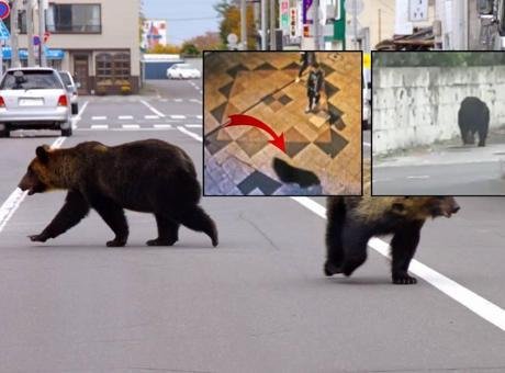 Tokyo’nun yaklaşık 100 kilometre kuzeyindeki Utsunomiya kentinde bir ayının görülmesi