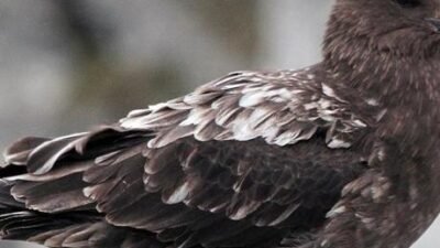 Virüsün görülmediği tek kıtaydı! Şüpheli vaka saptandı: ‘Bir ilk olabilir’ Avustralya’nın Batı Avustralya eyaletinin Cape Le Grand Ulusal Parkı’nda telef