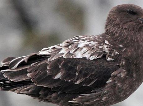 Avustralya’nın Batı Avustralya eyaletinin Cape Le Grand Ulusal Parkı’nda telef