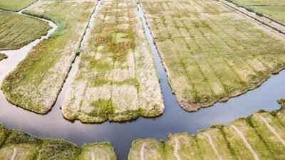 Hollanda’da kuraklık nedeniyle su krizi giderek derinleşiyor. Hollanda Altyapı ve