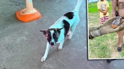 Köpeğin eve getirdiği cisim dehşete düşürdü! Gerçek ortaya çıkınca bomba ekipleri çağrıldı Tayland’ın kuzeydoğusundaki Sisaket eyaletinde bir evcil köpek, dışarıda bulduğu bir