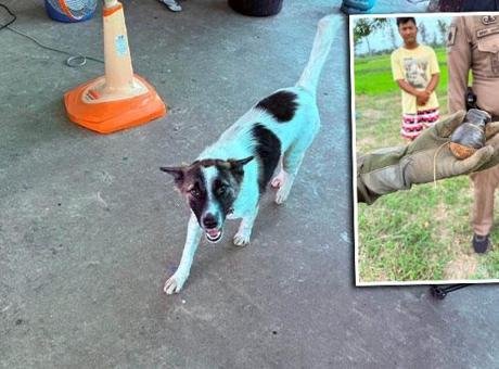 Tayland’ın kuzeydoğusundaki Sisaket eyaletinde bir evcil köpek, dışarıda bulduğu bir