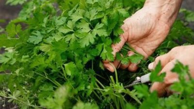 Yemeklerin, salataların ve kahvaltı sofralarının vazgeçilmezlerinden biri olan maydanoz, bu