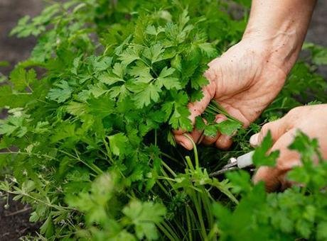 Yemeklerin, salataların ve kahvaltı sofralarının vazgeçilmezlerinden biri olan maydanoz, bu