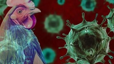 ABC News’un haberine göre,Avustralyahükümeti ülkede görülen “H5N1” türü kuş gribi