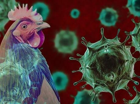 Ülkede kuş gribi alarmı! Hükümet düğmeye bastı: ‘Aşılama başlayacak’ ABC News’un haberine göre,Avustralyahükümeti ülkede görülen “H5N1” türü kuş gribi