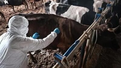 Afrika’daki salgın, ülkelerin et ihracatını durduruyor Tarım Bakanlığı’ndan yapılan açıklamaya göre, Namibya’da 60 yıl sonra ilk