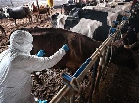 Afrika’daki salgın, ülkelerin et ihracatını durduruyor Tarım Bakanlığı’ndan yapılan açıklamaya göre, Namibya’da 60 yıl sonra ilk