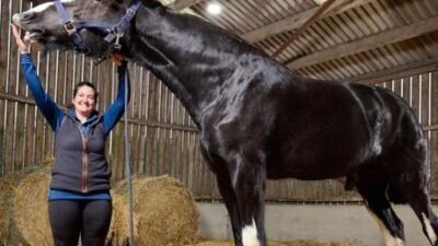 BBC’nin haberine göre İngiltere’nin Northamptonshire bölgesinde yaşayan “Hugo” isimliat199 cm