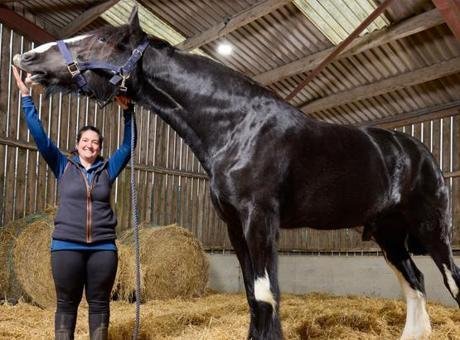 BBC’nin haberine göre İngiltere’nin Northamptonshire bölgesinde yaşayan “Hugo” isimliat199 cm