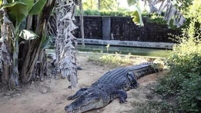 Güneybatı Pasifik ülkesi Papua Yeni Gine’deki vahşi yaşam parkında çalışan,
