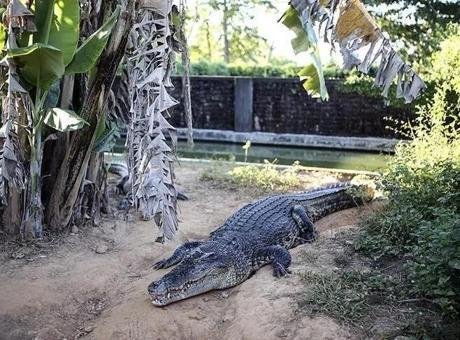 Güneybatı Pasifik ülkesi Papua Yeni Gine’deki vahşi yaşam parkında çalışan,