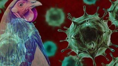 Ülkede kuş gribi alarmı! ‘Acil durum ilan edildi’ Uruguay Hayvancılık, Tarım ve Balıkçılık Bakanlığı, Hayvancılık Hizmetleri Genel Müdürlüğü