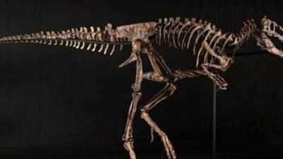 ABD’de dudak uçuklatan satış: Dinozor türüne ait iskelet 47,3 milyon dolara alıcı buldu ABD’nin Montana eyaletinde bulunan ve yeni bir türe ait olduğu