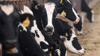 Çevre, Gıda ve Kırsal İşler Bakanlığı (Defra) ve Hayvan ve
