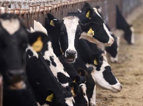 Çevre, Gıda ve Kırsal İşler Bakanlığı (Defra) ve Hayvan ve